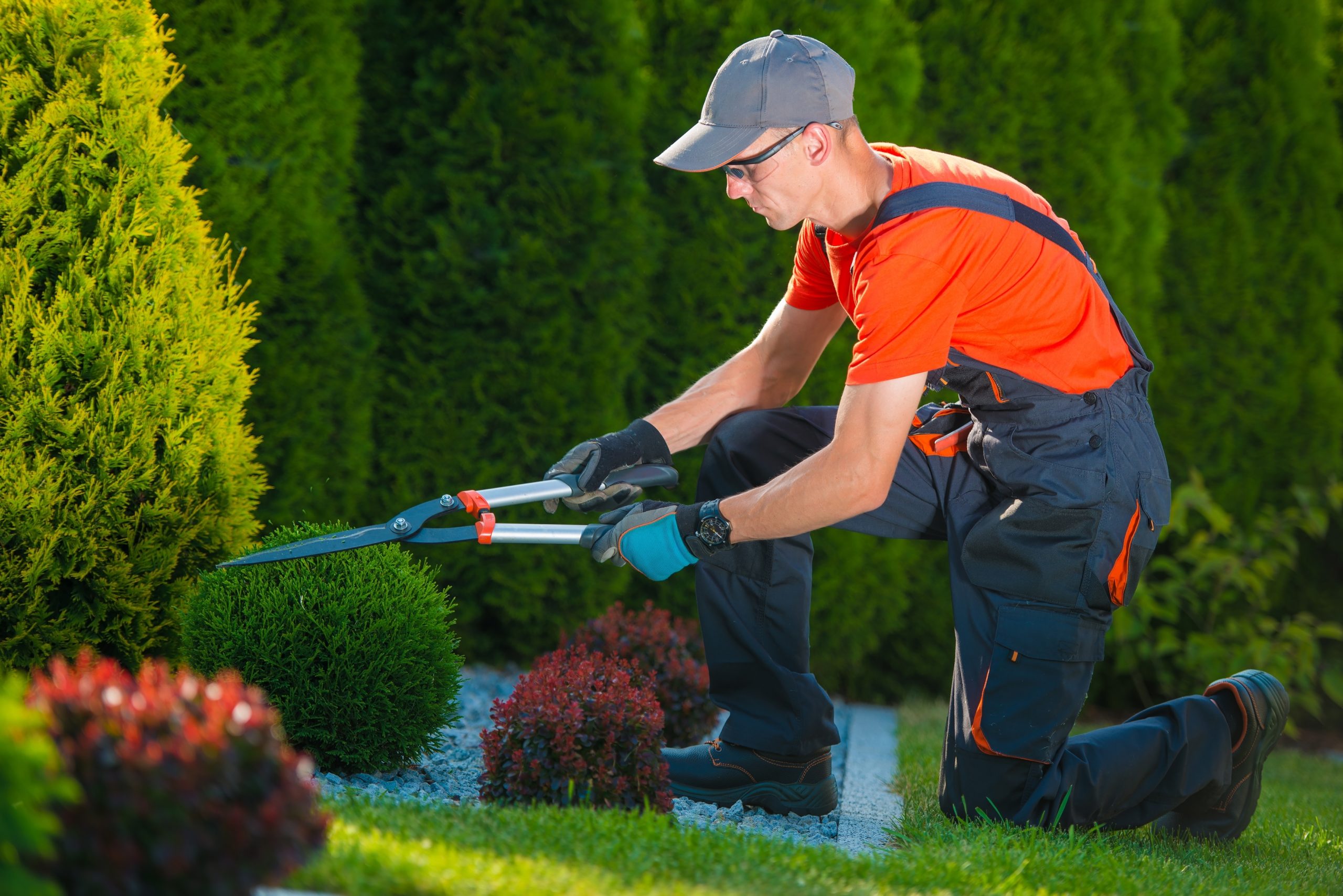 Professional,Gardener,At,Work.,Gardener,Trimming,Garden,Plants.,Topiary,Art.