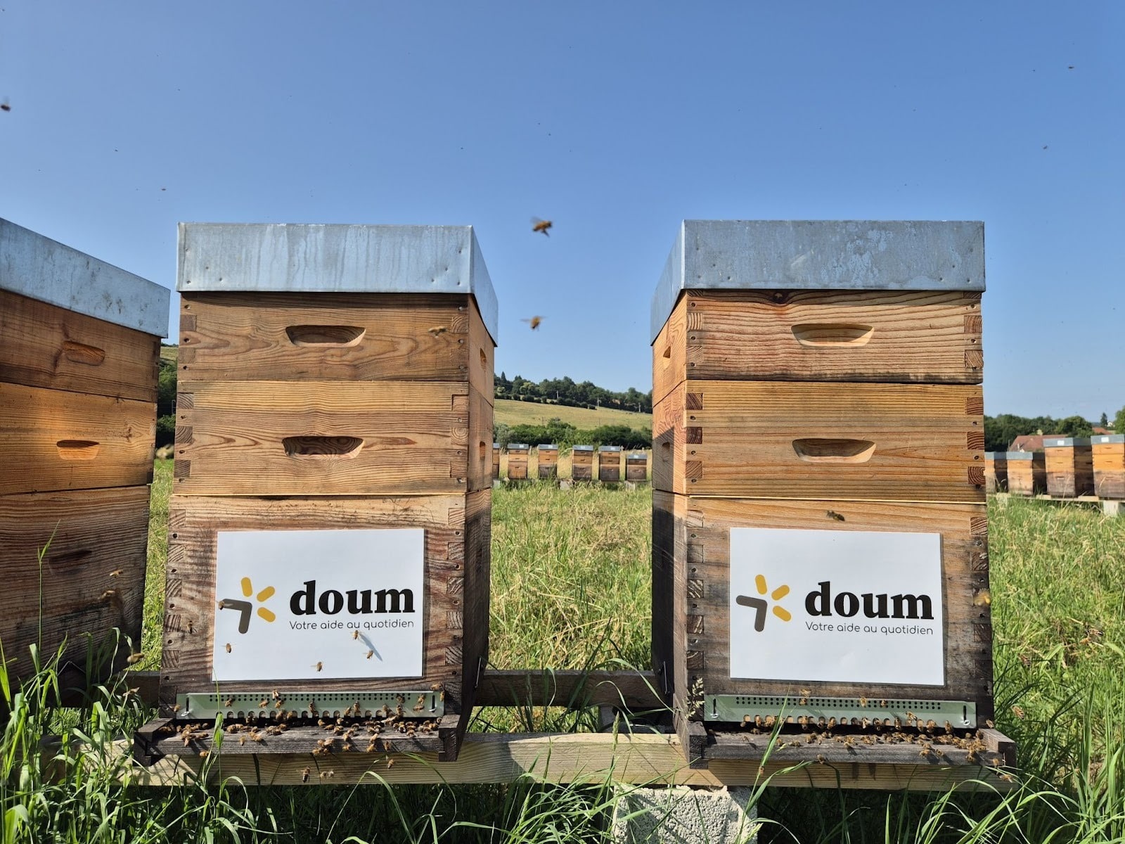 actualité valeur pot de miel doum